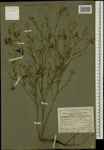 Delphinium consolida subsp. divaricatum (Ledeb.) A. Nyár., Caucasus, Dagestan (K2) (Russia)