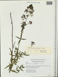 Galium rubioides L., Eastern Europe, Central forest region (E5) (Russia)
