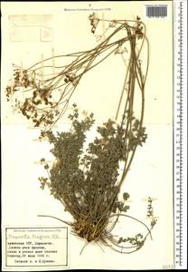 Pimpinella tragium Vill., Caucasus, Armenia (K5) (Armenia)
