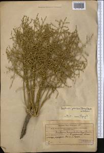 Anabasis jaxartica (Bunge) Benth. ex Iljin, Middle Asia, Syr-Darian deserts & Kyzylkum (M7) (Kazakhstan)