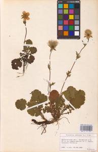 Geum montanum L., Eastern Europe, West Ukrainian region (E13) (Ukraine)