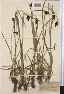Carex aterrima subsp. aterrima, Middle Asia, Northern & Central Tian Shan (M4) (Kazakhstan)