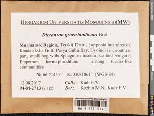 Dicranum groenlandicum Brid., Bryophytes, Bryophytes - Karelia, Leningrad & Murmansk Oblasts (B4) (Russia)