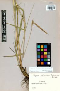 Elymus dahuricus Griseb., Siberia, Baikal & Transbaikal region (S4) (Russia)