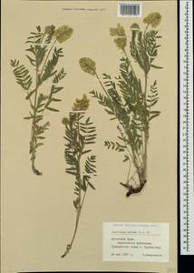 Oxytropis pilosa (L.)DC., Crimea (KRYM) (Russia)