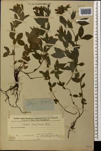 Lathyrus laxiflorus (Desf.) Kuntze, Caucasus, Azerbaijan (K6) (Azerbaijan)