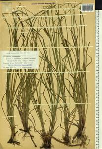 Carex songorica Kar. & Kir., Siberia, Altai & Sayany Mountains (S2) (Russia)