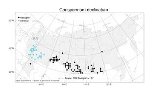 Corispermum declinatum Stephan ex Steven, Atlas of the Russian Flora (FLORUS) (Russia)