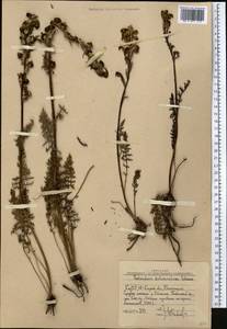 Pedicularis dolichorhiza Schrenk, Middle Asia, Western Tian Shan & Karatau (M3) (Uzbekistan)