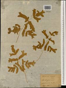 Osmunda regalis L., South Asia, South Asia (Asia outside ex-Soviet states and Mongolia) (ASIA) (Japan)