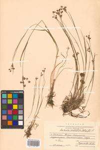 Luzula multiflora (Ehrh.) Lej., Siberia, Russian Far East (S6) (Russia)