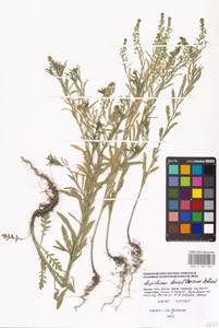 Lepidium densiflorum Schrad., Eastern Europe, Moscow region (E4a) (Russia)