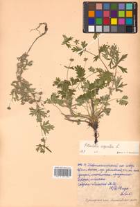 Potentilla argentea L., Siberia, Russian Far East (S6) (Russia)