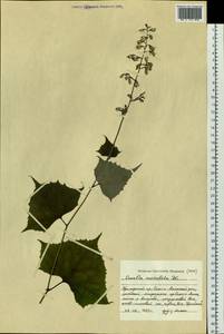 Parasenecio auriculata (DC.) J. R. Grant, Siberia, Russian Far East (S6) (Russia)
