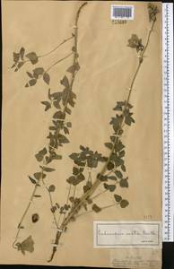Codonopsis clematidea (Schrenk) C.B.Clarke, Middle Asia, Dzungarian Alatau & Tarbagatai (M5) (Kazakhstan)