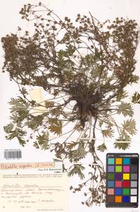 Potentilla argentea L., Siberia, Russian Far East (S6) (Russia)