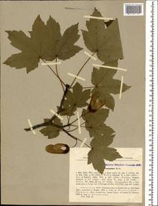 Acer heldreichii subsp. trautvetteri (Medvedev) A. E. Murray, Caucasus, Abkhazia (K4a) (Abkhazia)