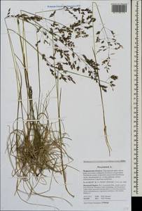 Poa pratensis L., Eastern Europe, Northern region (E1) (Russia)