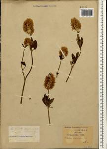 Trifolium vesiculosum Savi, Caucasus, Krasnodar Krai & Adygea (K1a) (Russia)