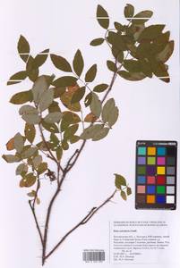 Rosa acicularis Lindl., Eastern Europe, Central forest-and-steppe region (E6) (Russia)