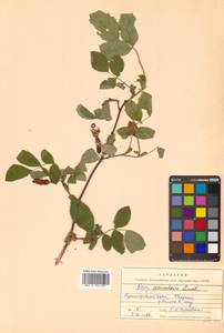 Rosa acicularis Lindl., Siberia, Russian Far East (S6) (Russia)