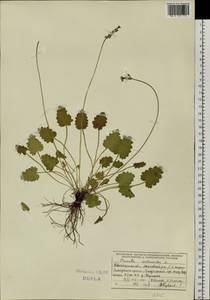 Primula cortusoides L., Siberia, Western Siberia (S1) (Russia)