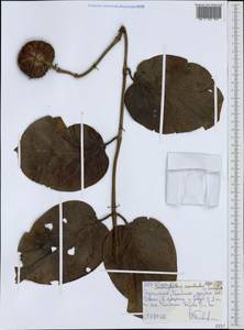 Nauclea latifolia Sm., Africa (AFR) (Ethiopia)
