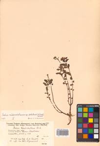 Phedimus sichotensis (Vorosch.) 't Hart, Siberia, Russian Far East (S6) (Russia)