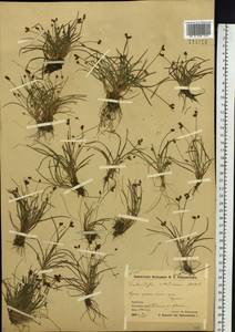 Fimbristylis dichotoma var. ochotensis (Meinsh.) T.Koyama, Siberia, Chukotka & Kamchatka (S7) (Russia)