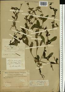 Asperugo procumbens L., Eastern Europe, Central forest-and-steppe region (E6) (Russia)