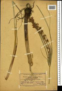 Cyperus longus L., Caucasus, Azerbaijan (K6) (Azerbaijan)