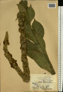Verbascum densiflorum Bertol., Eastern Europe, Central region (E4) (Russia)