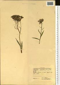 Saussurea parviflora (Poir.) DC., Siberia, Yakutia (S5) (Russia)