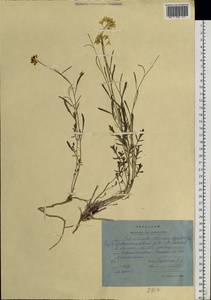 Sisymbrium polymorphum (Murray) Roth, Siberia, Yakutia (S5) (Russia)