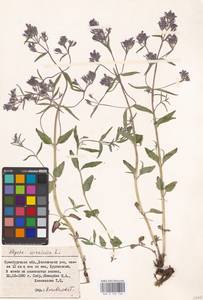 MHA 0 155 726, Nepeta ucranica L., Eastern Europe, Eastern region (E10) (Russia)