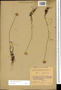 Allium saxatile M.Bieb. , nom. cons. prop., Caucasus, Azerbaijan (K6) (Azerbaijan)
