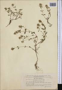 Thymus pulegioides subsp. pulegioides, Western Europe (EUR) (Romania)