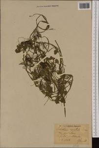 Ranunculus trichophyllus Chaix, Western Europe (EUR) (Germany)