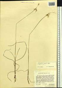 Eriophorum gracile Koch, Siberia, Russian Far East (S6) (Russia)