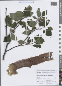 Betula pubescens var. pumila (Zanoni ex Murray) Govaerts, Siberia, Central Siberia (S3) (Russia)