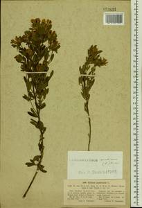 Chamaecytisus austriacus (L.) Link, Eastern Europe, North Ukrainian region (E11) (Ukraine)