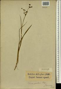 Juncus punctorius L.f., Africa (AFR) (South Africa)