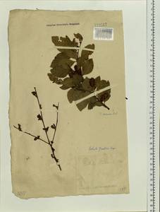 Betula fruticosa Pall., Siberia, Baikal & Transbaikal region (S4) (Russia)