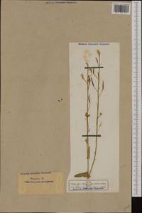 Brassica napus L., Western Europe (EUR) (Germany)
