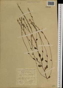 Draba kusnetzowii (Turcz. ex Ledeb.) Hayek, Siberia, Baikal & Transbaikal region (S4) (Russia)