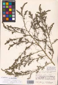 Salsola collina Pall., Eastern Europe, Moscow region (E4a) (Russia)