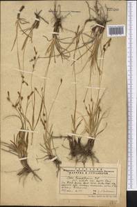 Carex turkestanica Regel, Middle Asia, Western Tian Shan & Karatau (M3) (Kazakhstan)