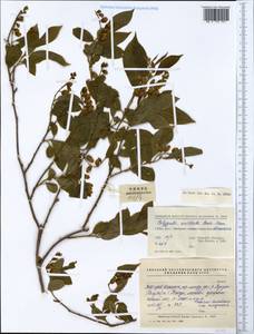 Polygala arillata Buch.-Ham. ex D. Don, South Asia, South Asia (Asia outside ex-Soviet states and Mongolia) (ASIA) (China)