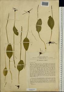Ophioglossum vulgatum L., Eastern Europe, Central region (E4) (Russia)