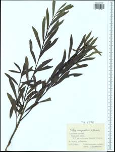 Salix vinogradovii A. K. Skvortsov, Eastern Europe, Central region (E4) (Russia)